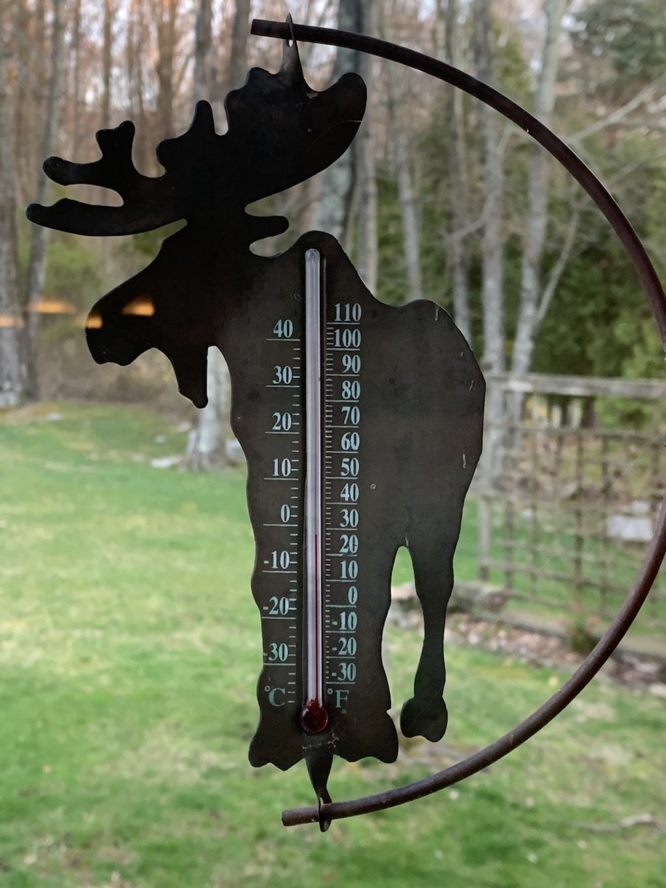 easter_moose.jpg