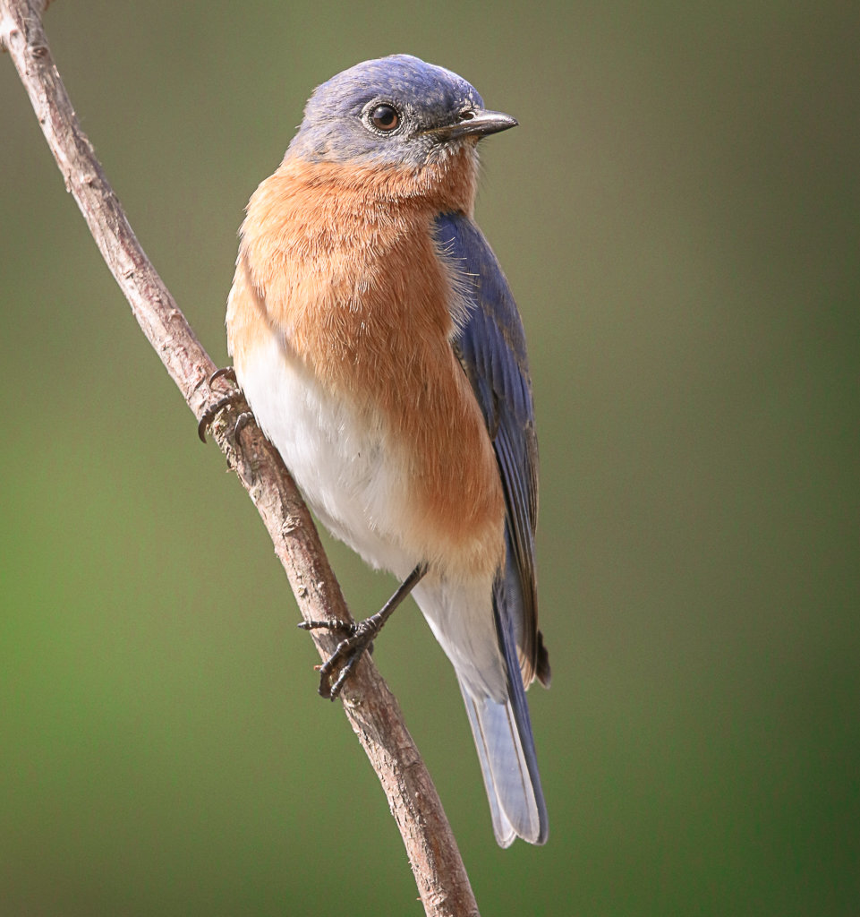 Eastern Bluebird. palm Coast.jpg