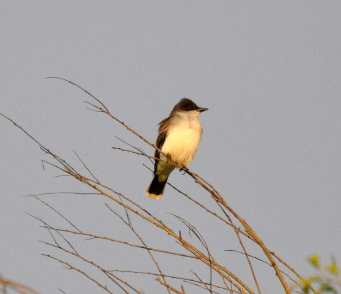 Eastern Kingbird.jpg