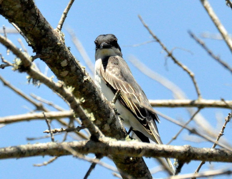 Eastern Kingbird.jpg