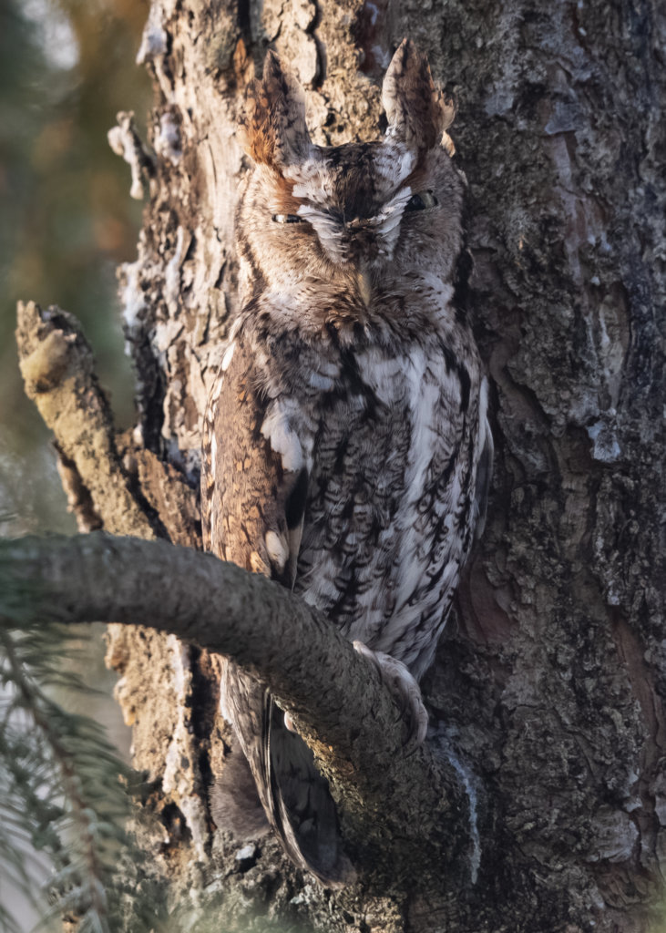 Eastern Screech Owl (2-15-2022)3.jpg