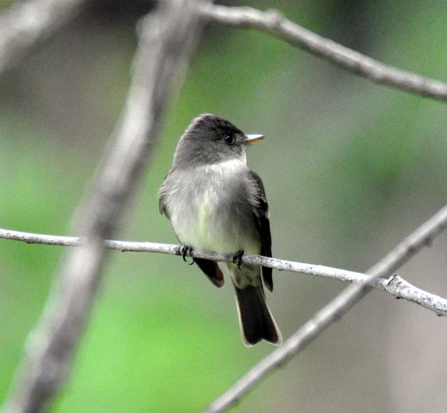 Eastern Wood Pewee.jpg