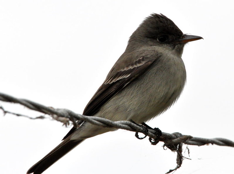 Eastern Wood Pewee.jpg