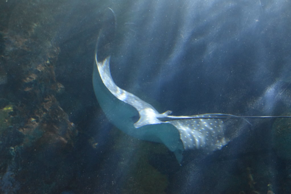 EB1_1731.jpg