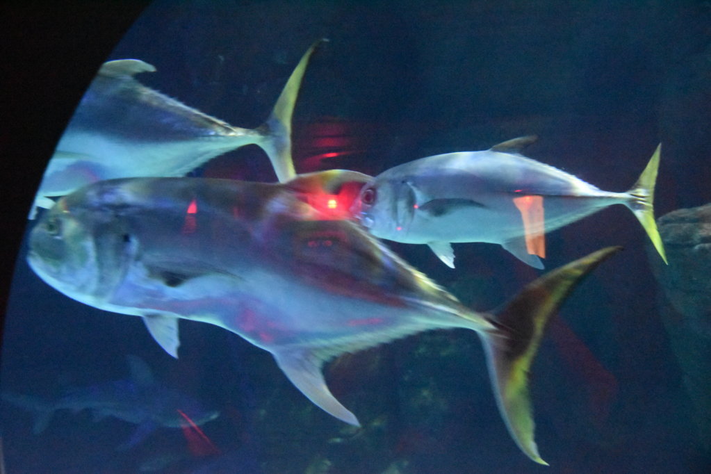 EB1_1776.jpg