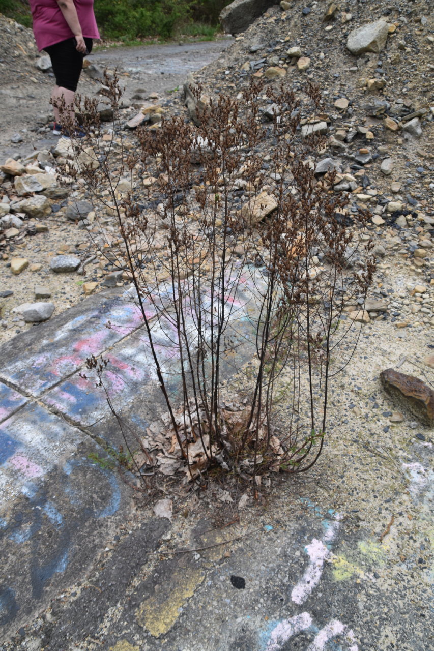 EB1_3215.jpg