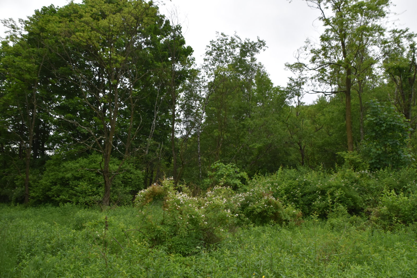 EB1_7040.jpg