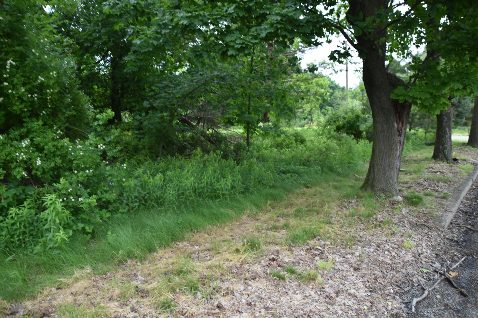 EB1_7081.jpg