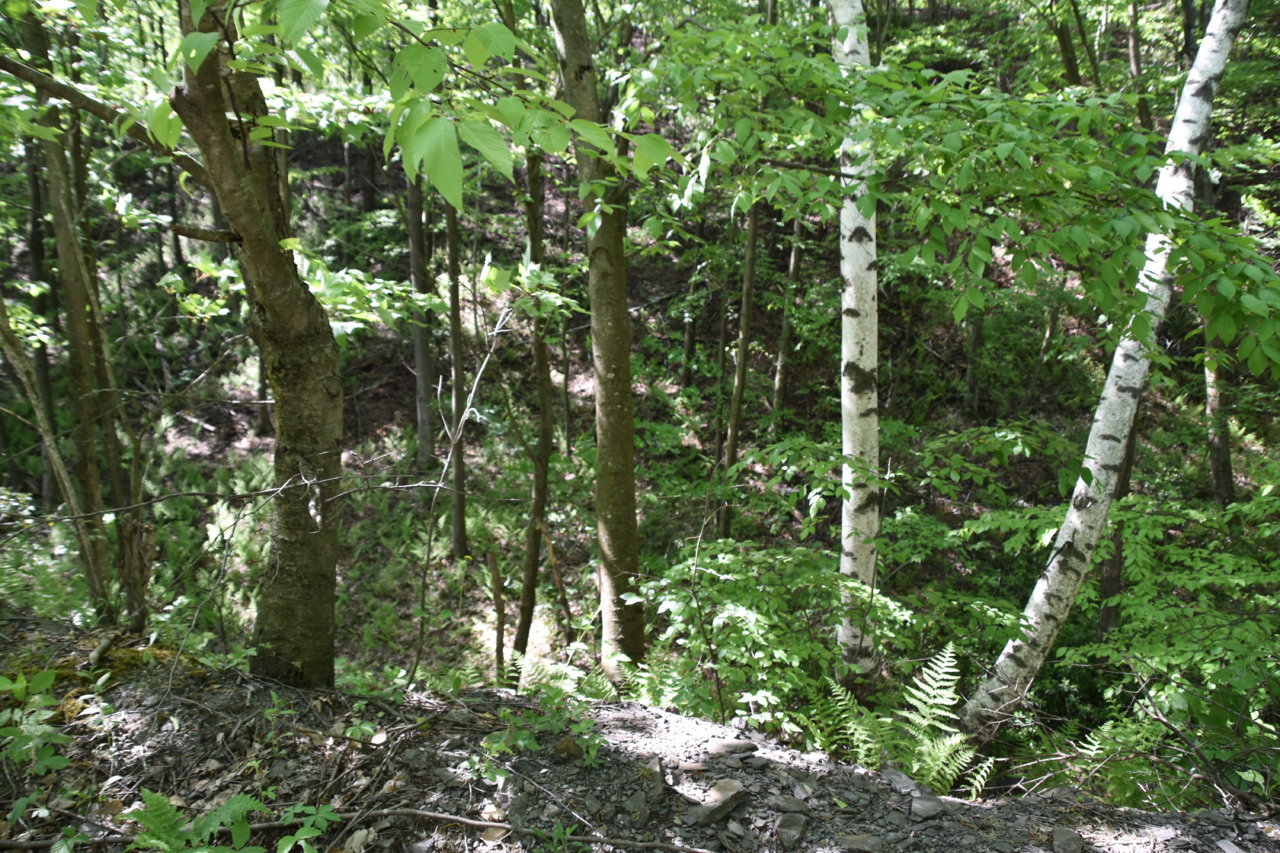 EB1_7594.jpg