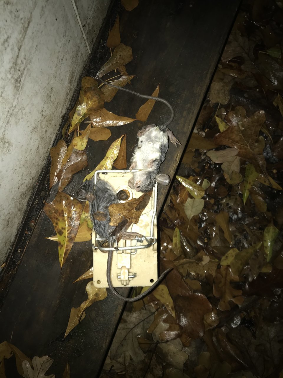 ECAB3181-9C12-420D-A8AC-9867CEE2E517.jpg