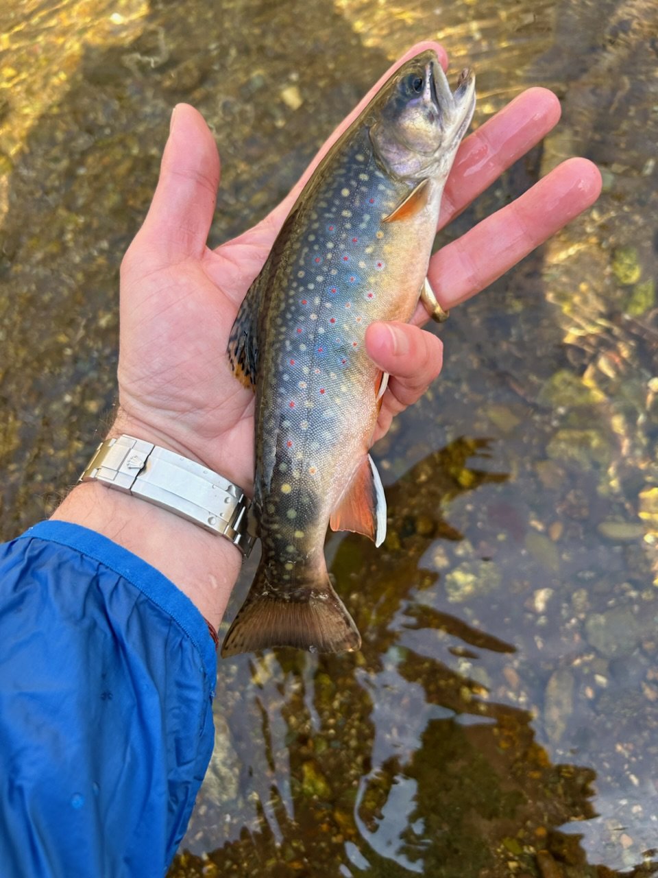 Trout Fishing Anyone? | Tacoma World