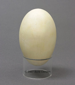 egg.jpg