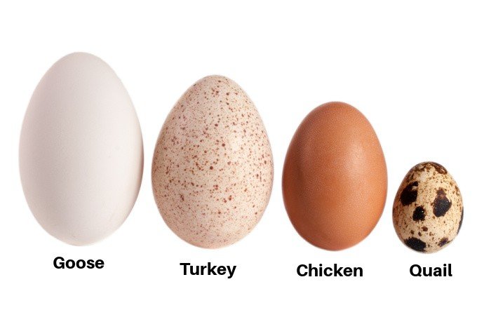 Eggs-Goose-Turkey-Chicken-Quail-.jpg