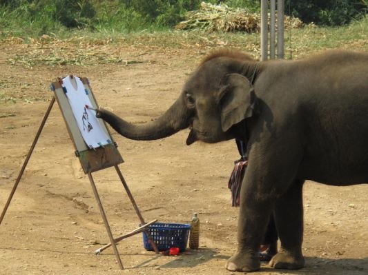 elephant.jpg