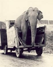 Elephant.jpg