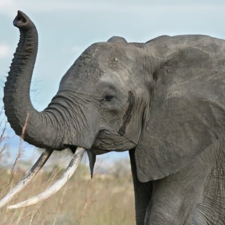 Elephant-trumpeting-crop-SF.jpg
