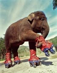 ElephantSkates.jpg