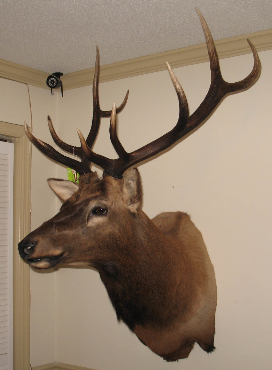 Elk 2.jpg