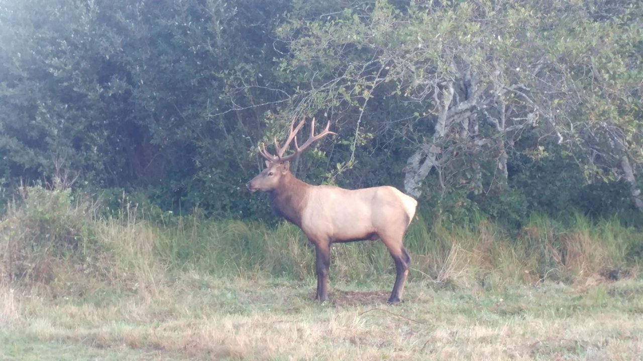 Elk 2.jpg