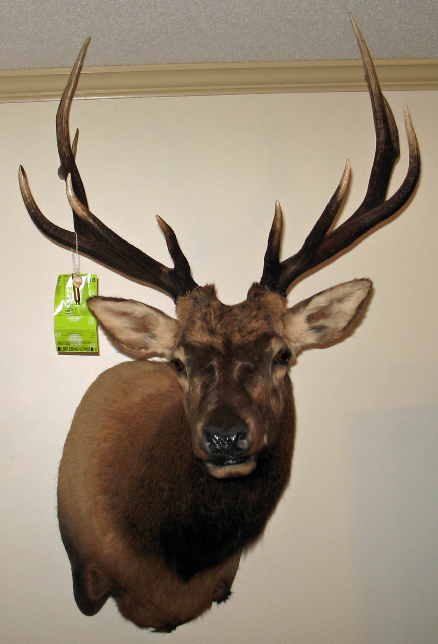 Elk 4.jpg