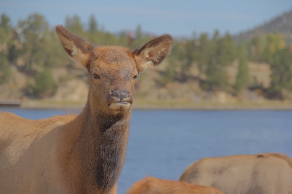 elk-HDR_50f289efbaa258b3459a5eda425b4f4877b1c4e3.jpg