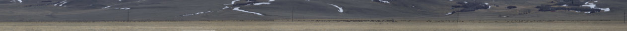 elk herd pano.jpg