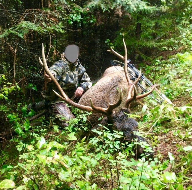 elk.jpg