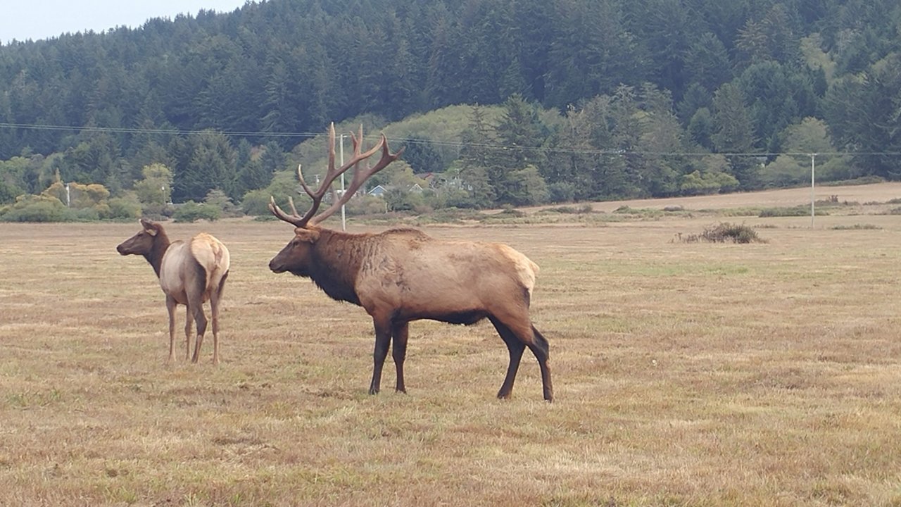 Elk.jpg
