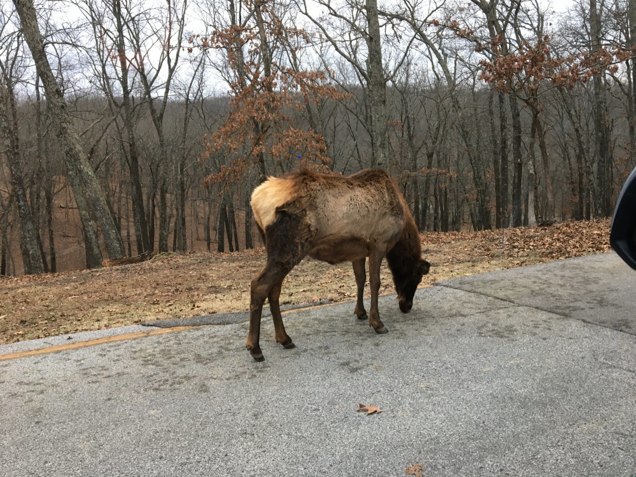 elk.jpg