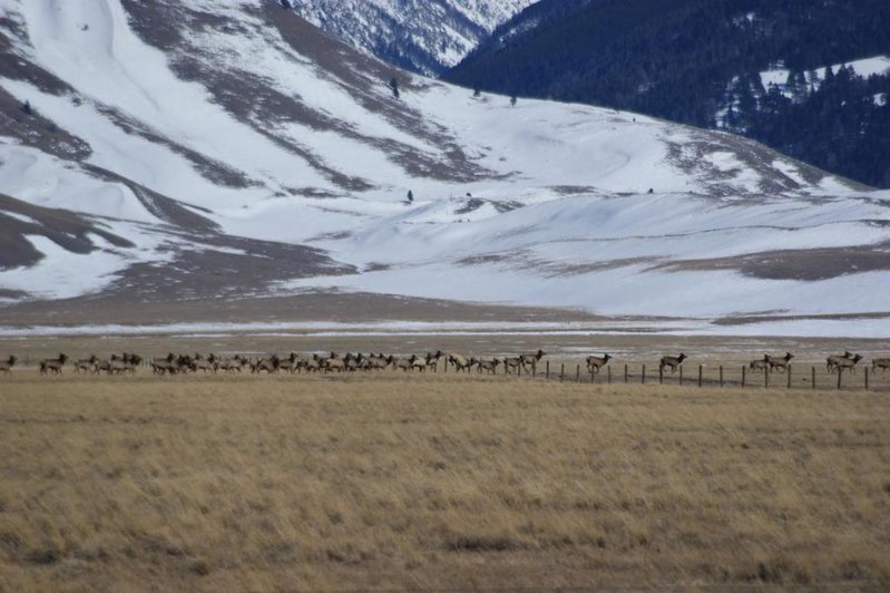 elk.jpg