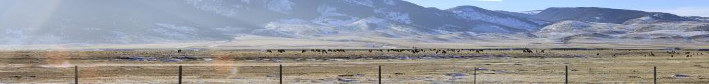elk2_zps27b7f919_62e3785566a1f59734f57cc349f340fe6d1c6818.jpg