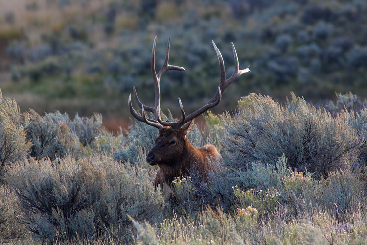 elk3_zpsa4c348b6_98cfbb1a3d74353811115c346bfc6ce725d9600c.jpg