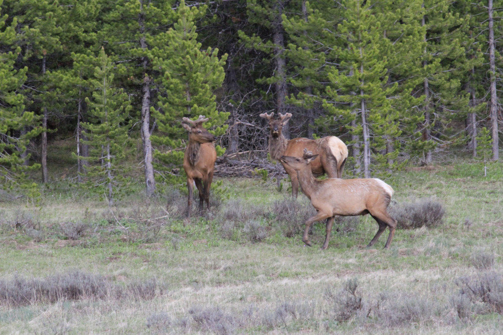 elks_57d5bd75160d992984b1159340fca47dc452072d.jpg