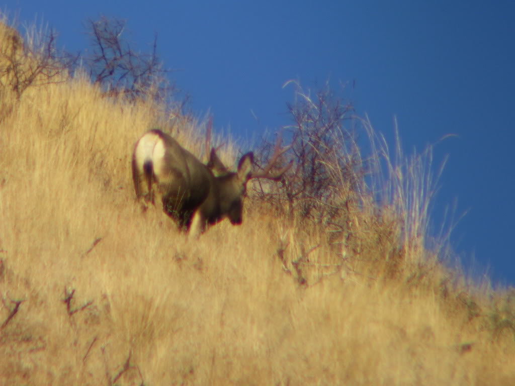 elkscouting2004_fedd638bea6335fcce4d3b8c4090d8b1e4ce7567.jpg