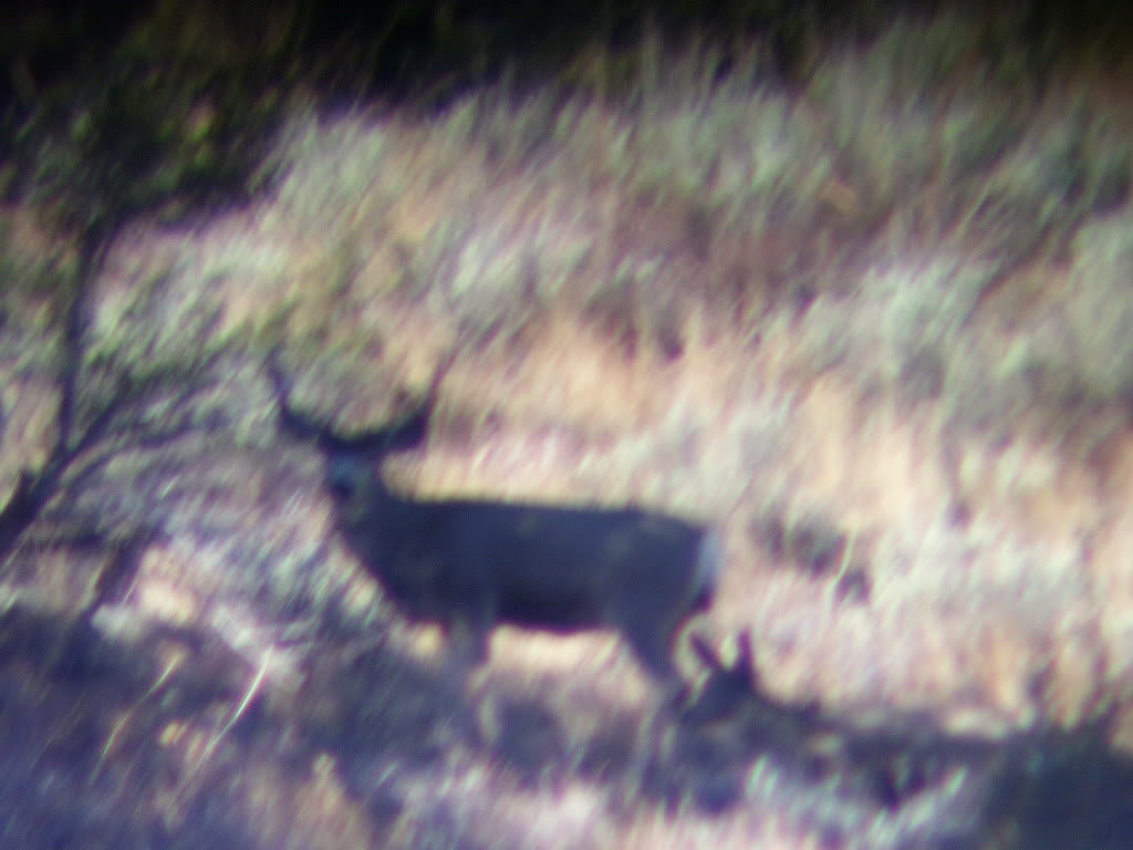 elkscouting2009_7a2484e00da33b08d12f35543af61221eb28f9a6.jpg