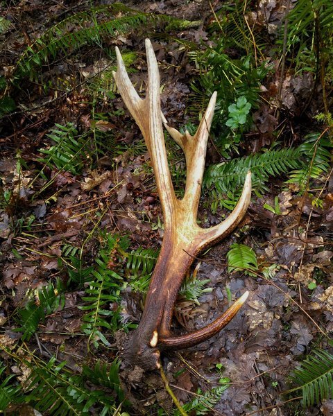 elkshed.jpg