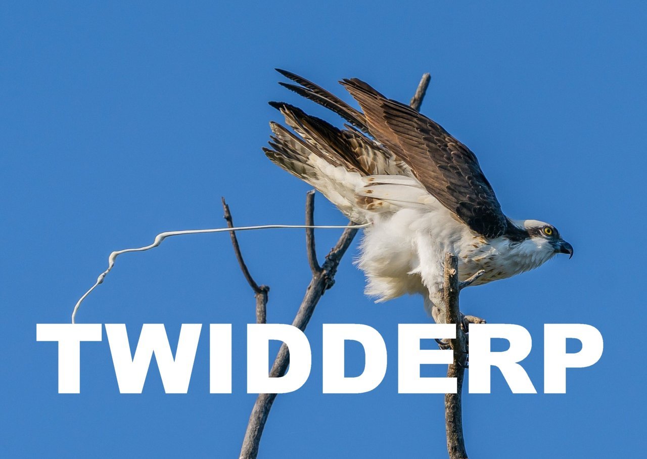 ElonTwitLogo.jpg
