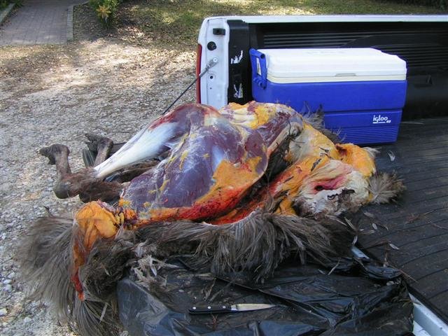 EMU RESCUE 005.jpg