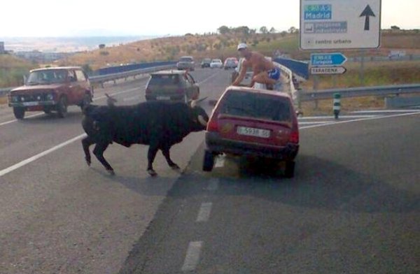 Encierro-por-el-campo-Iriépal-2013.jpg