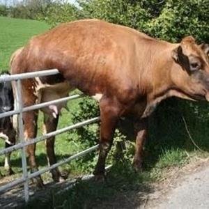 escape-cow.jpg