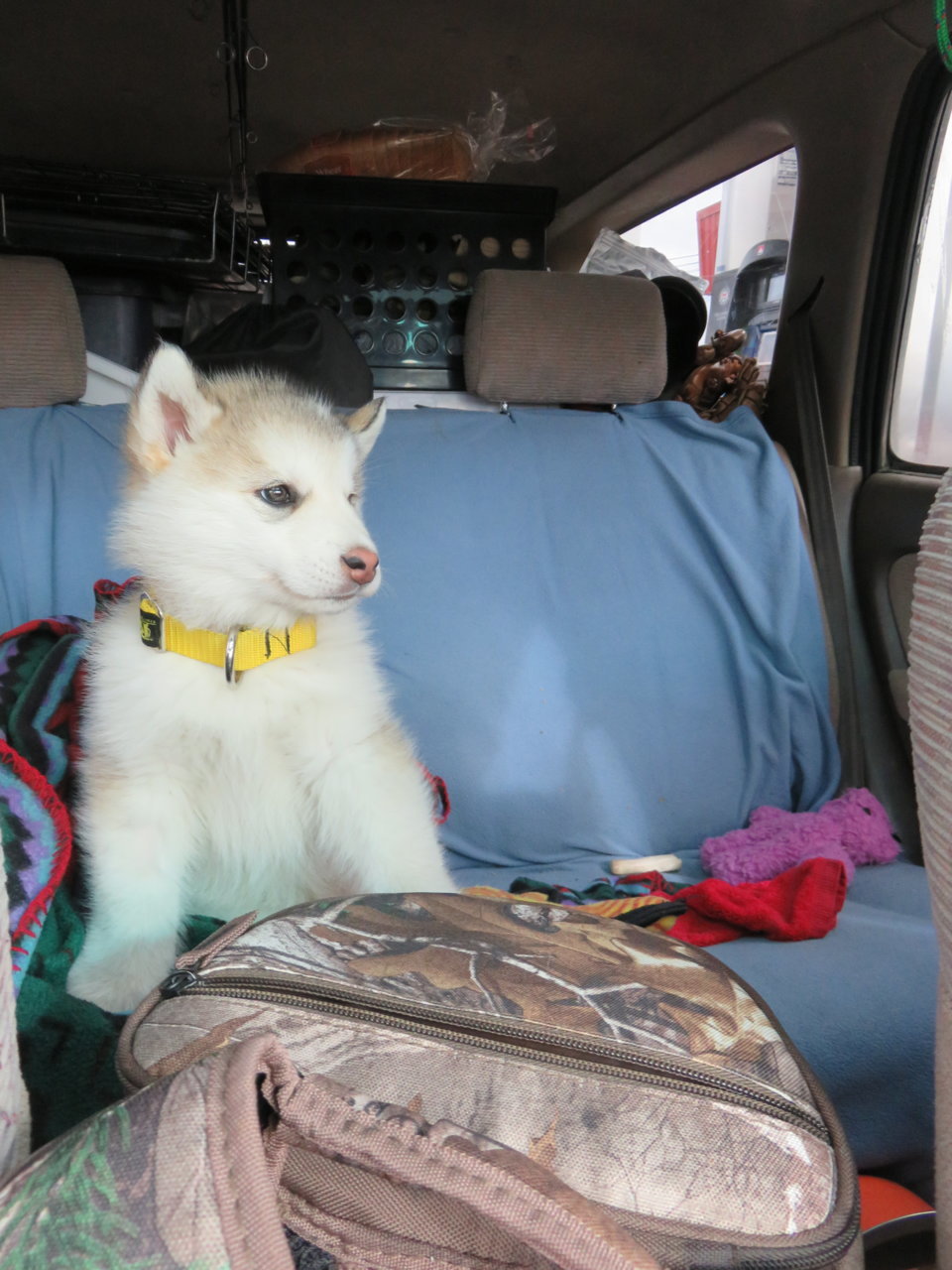 eskapuppy.jpg