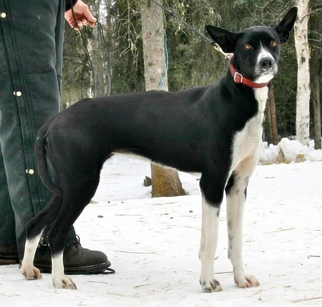 Eurohound.jpg