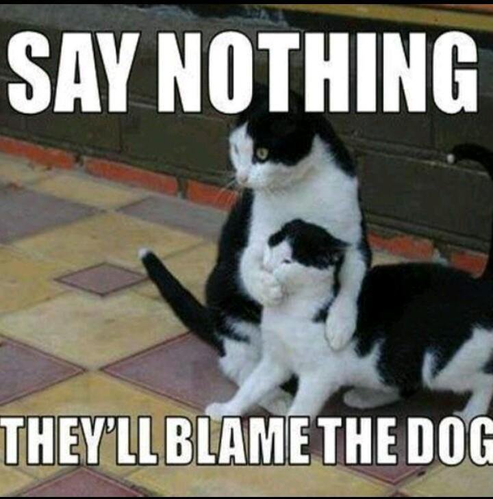 Evil cats.jpg