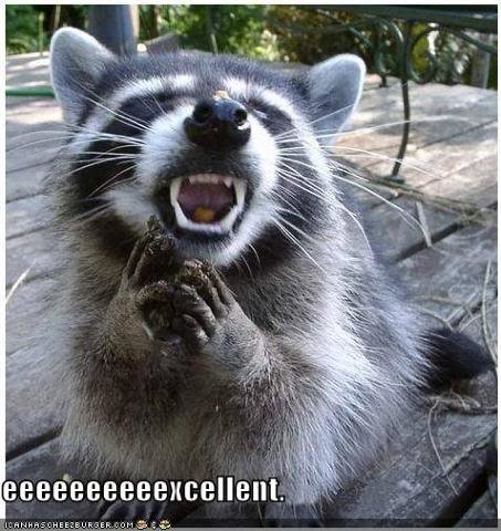 evil-raccoon-excellent_47a3957f9e7fd085bab082ffbfa8724cd4554880.jpg