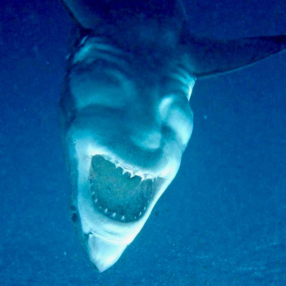 Evil white.jpg