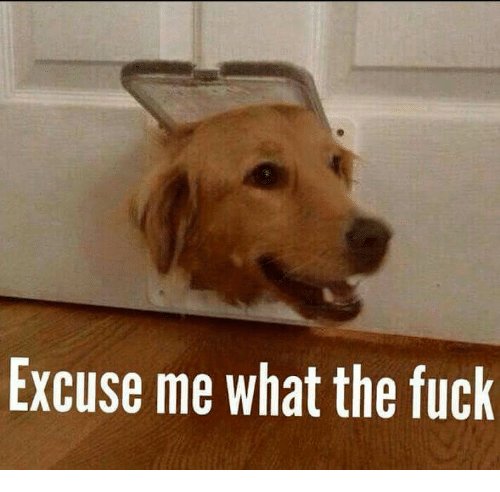 excuse-me-what-the-fuck-28665852.jpg