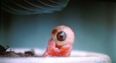 eyeball.jpg