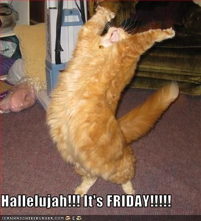 f00b1442368f6006ea05550fc9740153--friday-cat-is-it-friday.jpg