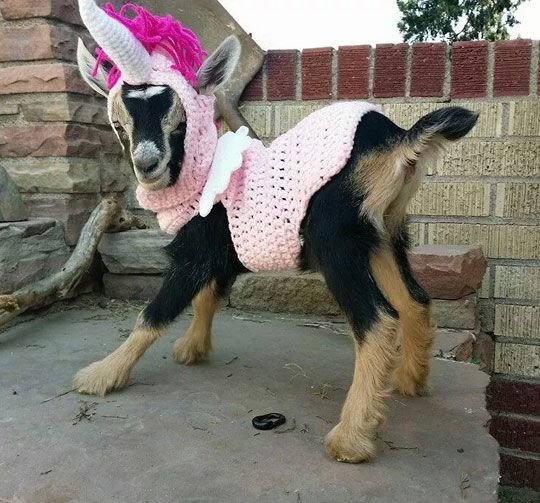 f41058fcdc5d3bfe5755679060f09c8b--funny-animal-pics-funny-animals.jpg