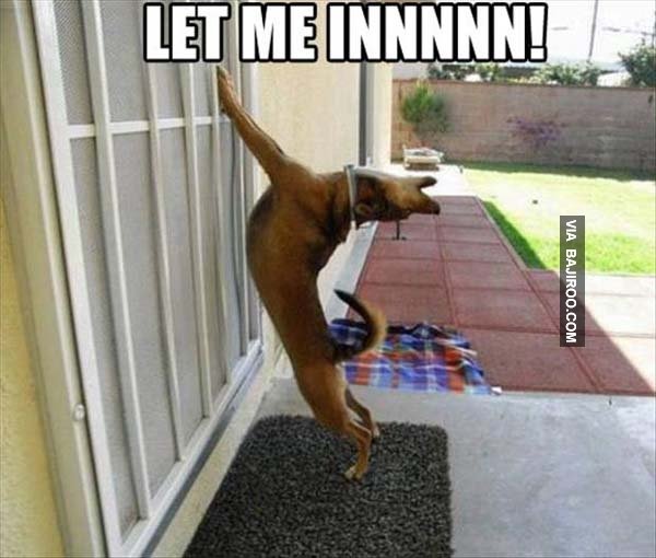 f5d319ca29934be23b3d92b381089d9b_funny-dogs-let-me-in-meme-in-meme_600-510.jpg
